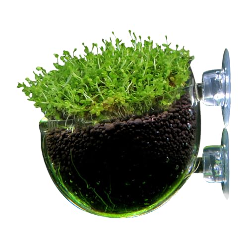Halterung für Aquarien, Topf für Aquarien, Halterung für Aquarien, für Aquatik | Transparenter und glatter Topf, roter Futterspender mit Saugnapf für Aquarien, Süßwasser und Salzwasser von Tanxemery
