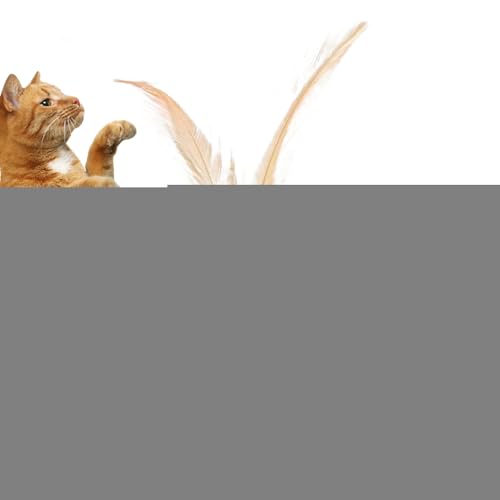 Katzenbälle,Spielzeug Gegen Langeweile - Sinnesanregungsball mit Federn für Innen- und Außenspiel, Jagdübungen, Training und gegen Langeweile Katzenbälle,Spielzeug Gegen Langeweile - Sinnesanregungsball mit Federn für Innen- und Außenspiel, Jagdübungen, Training und gegen Langeweile von Tanxier