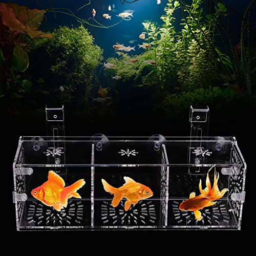 Fisch-Isolationsbox, Transparentes Acryl-Aquarium, Zucht-Isolationsbox, Aquarienbrüterei, Inkubatorhalter (30 cm * 10 cm * 10 cm) von Tbest