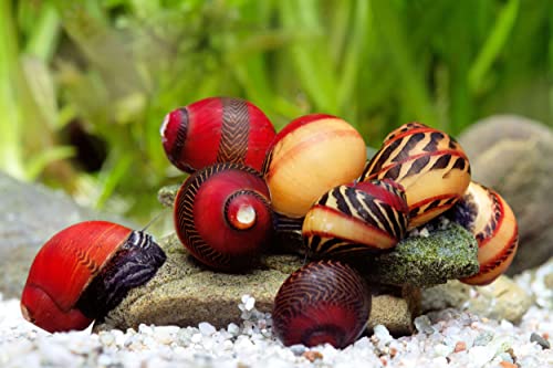 Rote Rennschnecke - 3er Gruppe I biologische Algenpolizei für das Aquarium I wunderschöne Musterung I gelbe, braune und rote Streifen Rote Rennschnecke - 3er Gruppe I biologische Algenpolizei für das Aquarium I wunderschöne Musterung I gelbe, braune und rote Streifen von Teich Schnecken & Muscheln