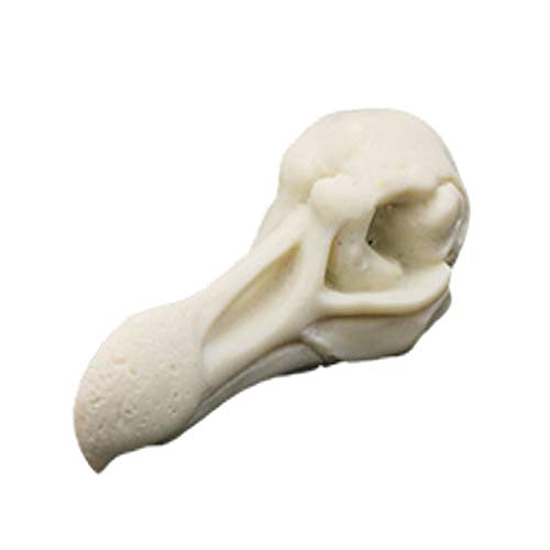 Tenlacum Kunstharz Künstlicher Skelettkopf Knochen für Holloween Bar Aquarium Dekoration – Vogel Totenkopf?Farbe Name: Vogelschädel? von Tenlacum