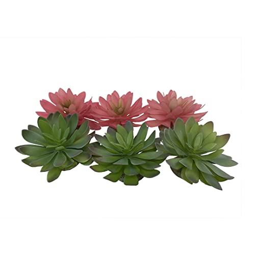 Terra Della, Echeveria 2 14 x 12,5 x 9,2 cm gemischte Farben, Reptilien, gemischte Farben, Reptilien Terra Della, Echeveria 2 14 x 12,5 x 9,2 cm gemischte Farben, Reptilien, gemischte Farben, Reptilien von Terra Della