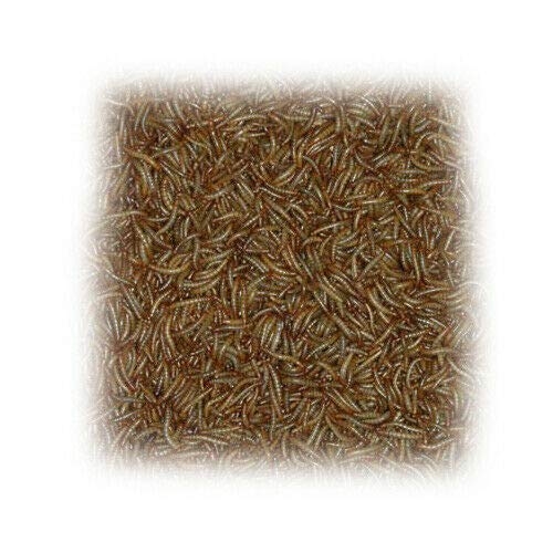 Terra-Discount 1000 g Mehlwürmer Futterinsekten Mehl Würmer Futtertiere 1 kg von Terra-Discount