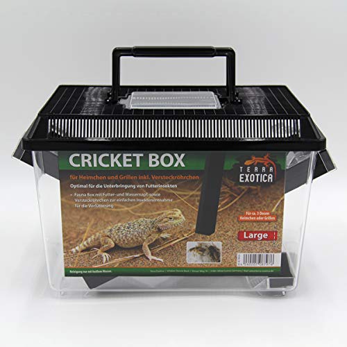 Terra Exotica Cricket Box - in Small oder Large - Transportbox für Reptilien - Fauna Box für Heimchen und Grillen zur Zucht (Large 30 x 19,5 x 20,5 cm) von Terra Exotica