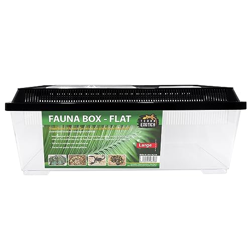 Terra Exotica Fauna Box Flat Transportbox für Reptilien, Amphibien, Insekten, Mäuse - Zuchtbox für Heimchen und Grillen - Faunarium (Large - 45x30x17 cm) von Terra Exotica