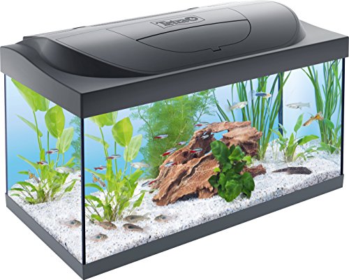 Tetra Starter Line 54 L Aquarium Komplett-Set - inkl. Tag- & Nachtlicht LED-Beleuchtung, Innenfilter, Heizer, Fischfutter und Wasseraufbereiter Tetra Starter Line 54 L Aquarium Komplett-Set - inkl. Tag- & Nachtlicht LED-Beleuchtung, Innenfilter, Heizer, Fischfutter und Wasseraufbereiter von Tetra