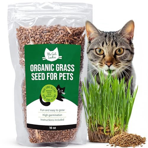 The Cat Ladies 2X Katzengras Samen - 2er Pack Katzen Gras Samen für Balkon oder Wohnung - 2er Set Katzengrassamen - Fress Gras für die Katze - Cat Grass Seed Set The Cat Ladies 2X Katzengras Samen - 2er Pack Katzen Gras Samen für Balkon oder Wohnung - 2er Set Katzengrassamen - Fress Gras für die Katze - Cat Grass Seed Set von The Cat Ladies