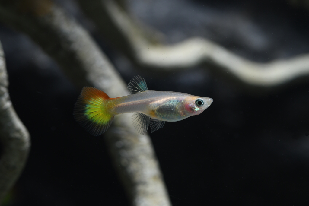 5 x Guppy Weibchen Mix Gelb (Poecilia reticulata) von Tiere außer Diskus