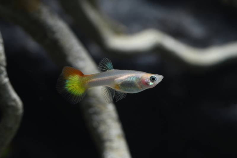5 x Guppy Weibchen Mix Gelb (Poecilia reticulata) von Tiere außer Diskus