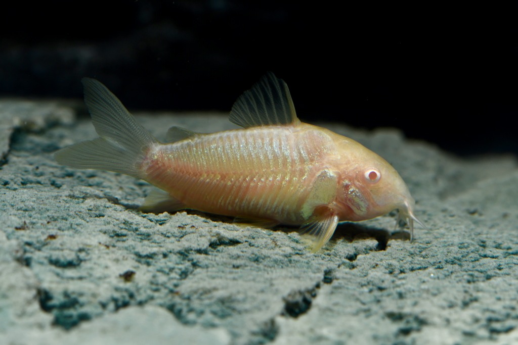 Albino Panzerwels DNZ ML (Corydoras aeneus var.) von Tiere außer Diskus