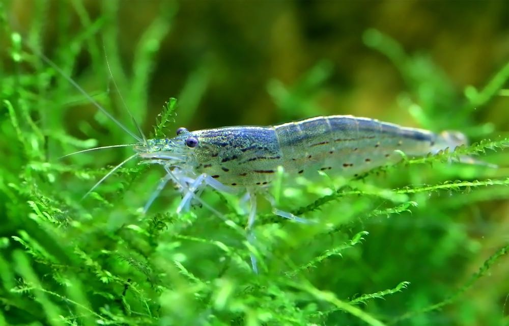 Amanogarnele / Algengarnele, Größe 'XL' 4 - 5 cm (Caridina multidentata) von Tiere außer Diskus