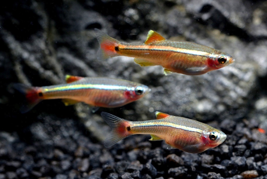 Besatz für ein 100-130 Liter Energiespar-Aquarium von Tiere außer Diskus