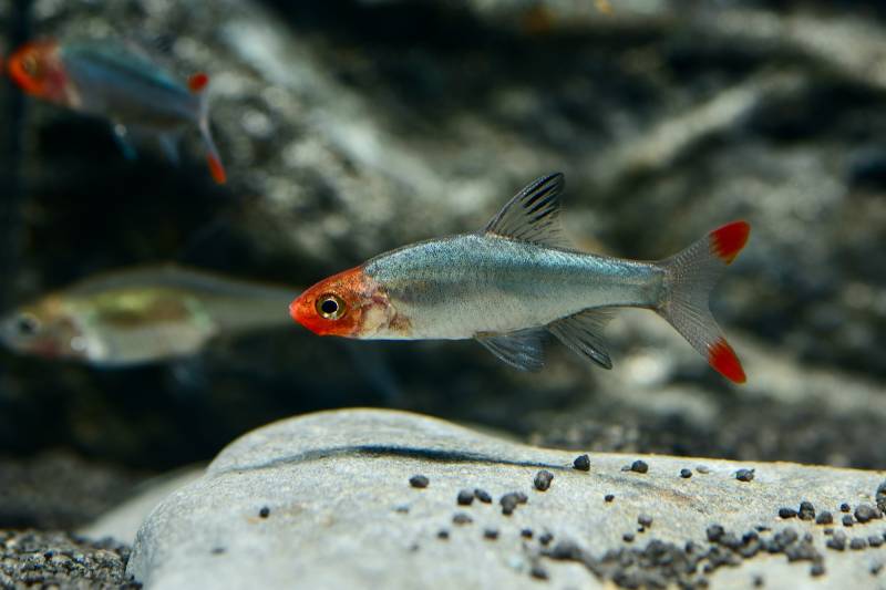Besatz für ein 100-130 Liter Gesellschaftsbecken 'Paket 2' von Tiere außer Diskus