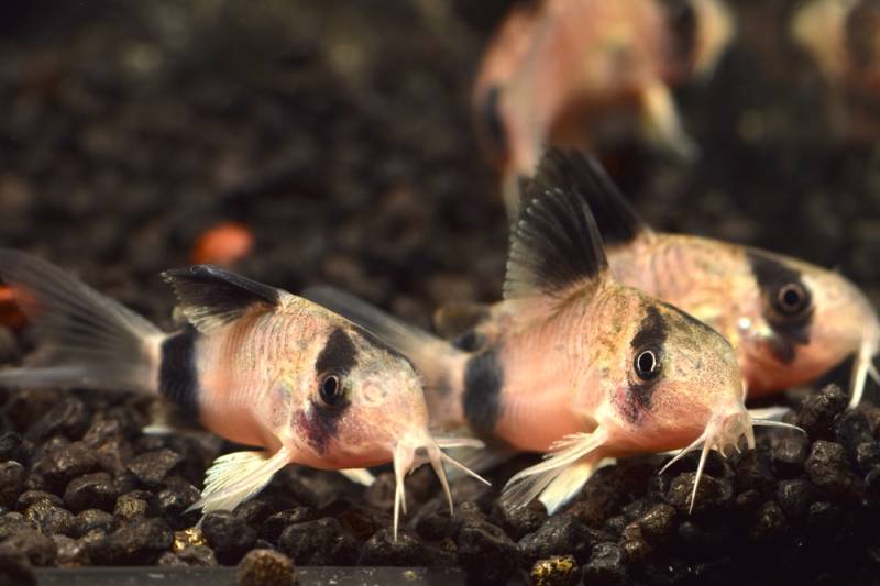 Besatz für ein 100-130 Liter Südamerika-Aquarium 'Einsteiger' von Tiere außer Diskus