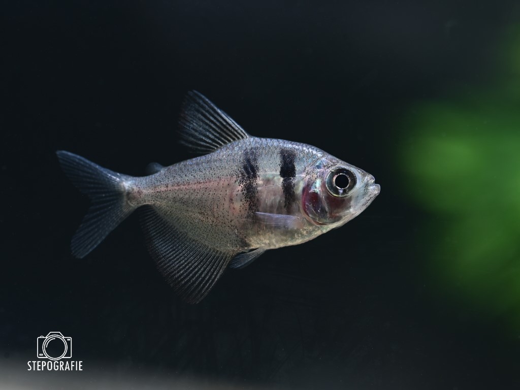 Besatz für ein 180-240 Liter Südamerika-Aquarium 'Schwarzwasser' von Tiere außer Diskus