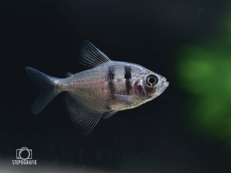 Besatz für ein 180-240 Liter Südamerika-Aquarium 'Schwarzwasser' von Tiere außer Diskus