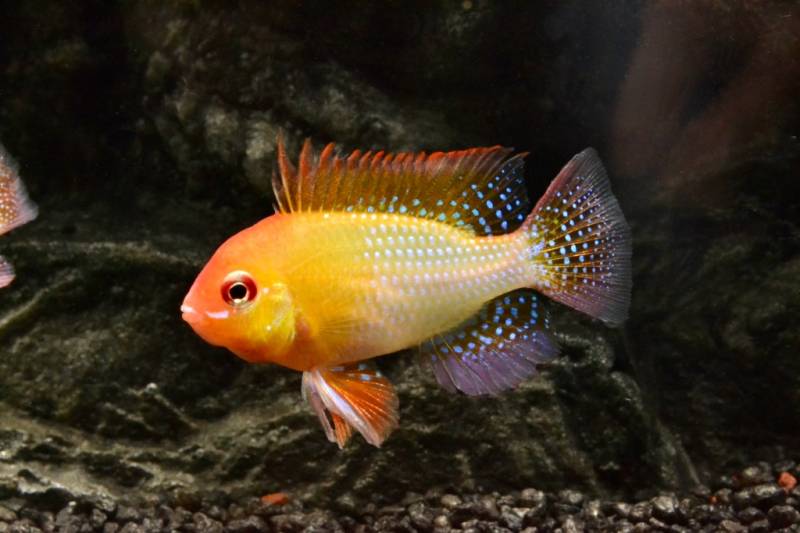 Besatz für ein 180-240 Liter Südamerika-Aquarium 'Spezial' von Tiere außer Diskus