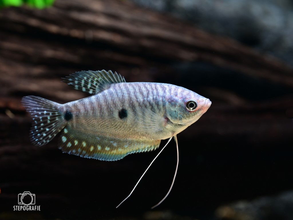 Besatz für ein 180-240 Liter Südostasien-Aquarium 'Altwasser' von Tiere außer Diskus