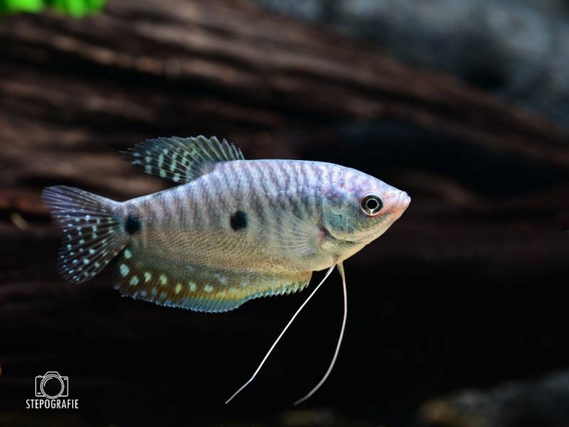 Besatz für ein 180-240 Liter Südostasien-Aquarium 'Altwasser' von Tiere außer Diskus