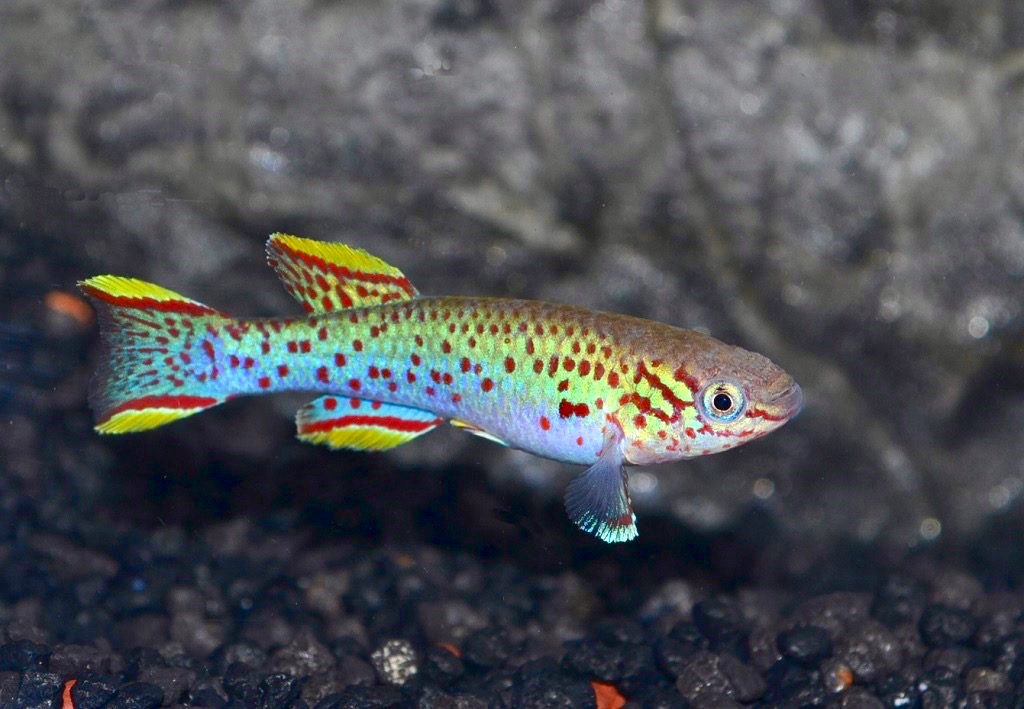 Besatz für ein 180-240 Liter Westafrika-Aquarium 'Sumpf' von Tiere außer Diskus