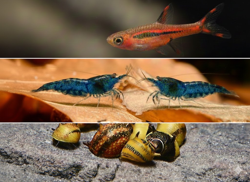 Besatz für ein 30 Liter Nano-Aquarium 'Paket 1' von Tiere außer Diskus