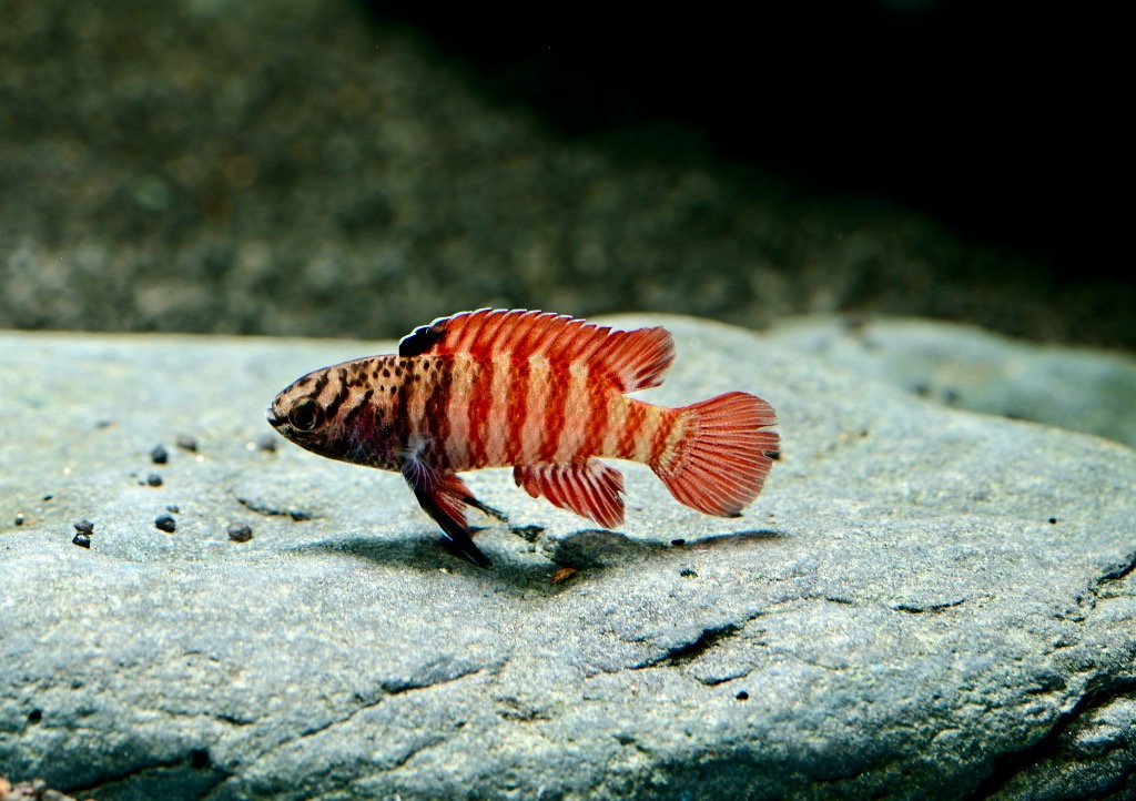 Besatz für ein 30 Liter Nano-Aquarium 'Paket 2' von Tiere außer Diskus