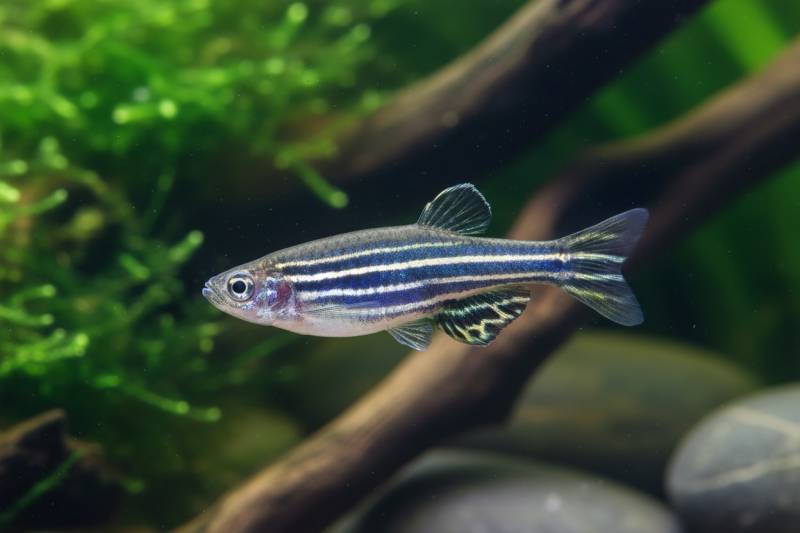 Besatz für ein 450 Liter Asien-Aquarium 'Flusslauf' von Tiere außer Diskus