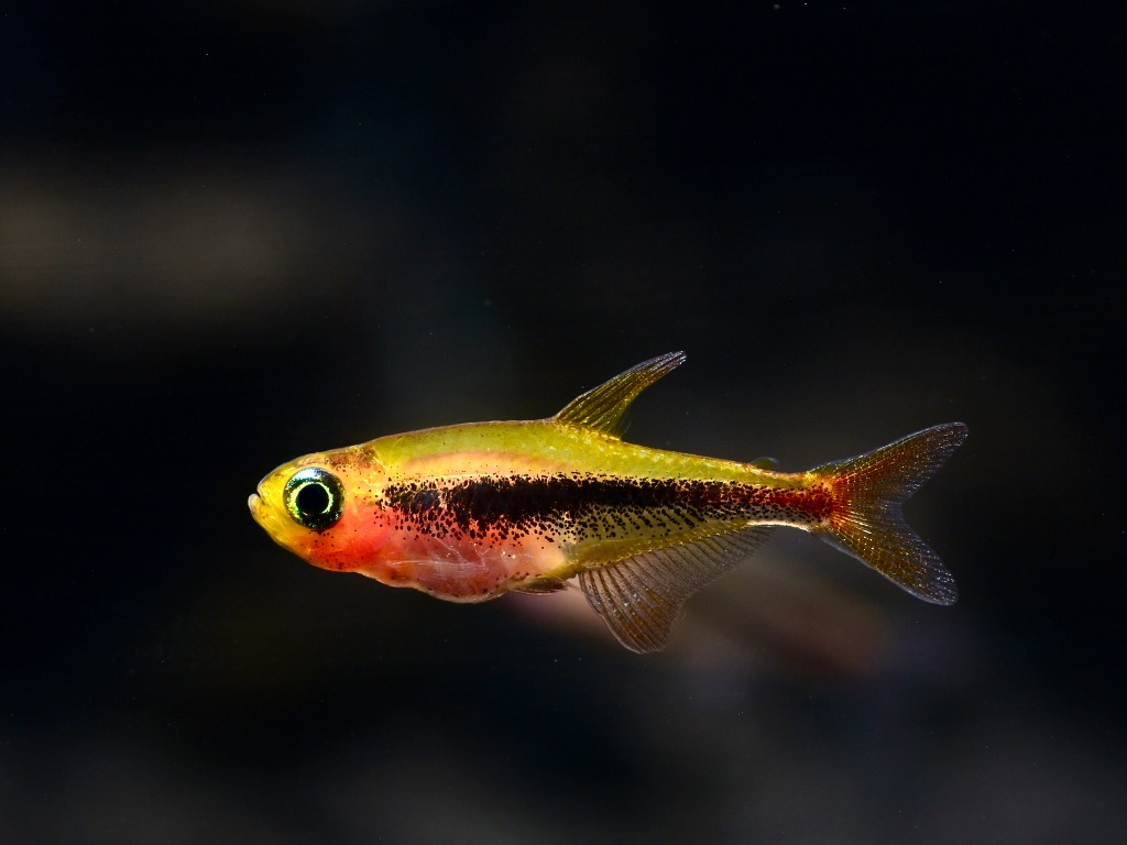 Besatz für ein 54-80 Liter Südamerika-Aquarium 'Spezial' von Tiere außer Diskus