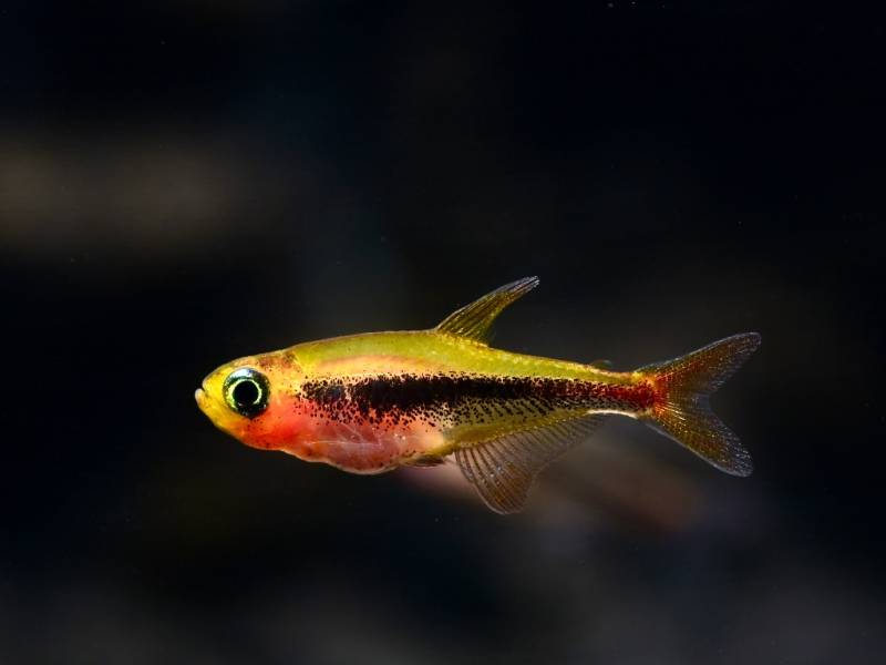 Besatz für ein 54-80 Liter Südamerika-Aquarium 'Spezial' von Tiere außer Diskus