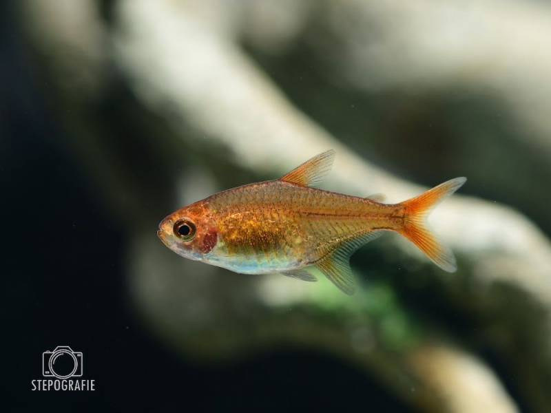 Besatz für ein 54-80 Liter Südamerika-Aquarium 'Wasserfunken' von Tiere außer Diskus