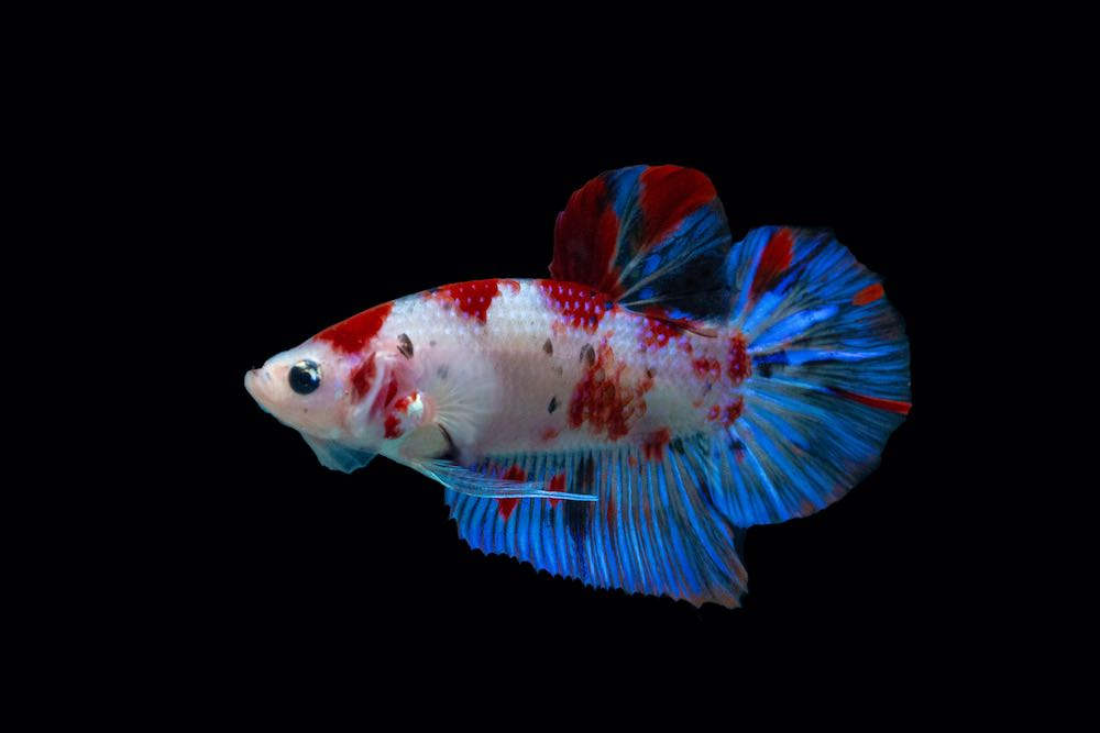 Betta plakat Koi nemo (Betta splendens) von Tiere außer Diskus