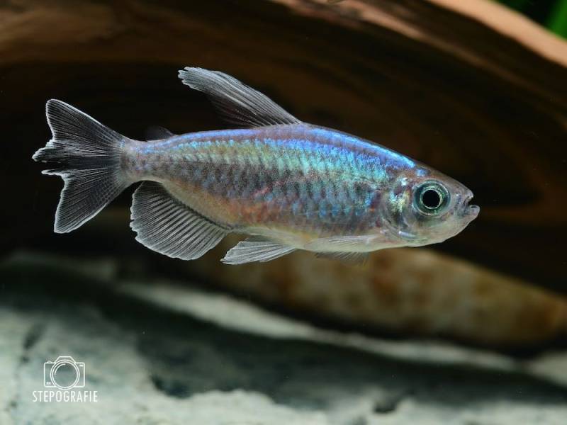 Blauer Kongosalmler (Phenacogrammus interruptus) von Tiere außer Diskus