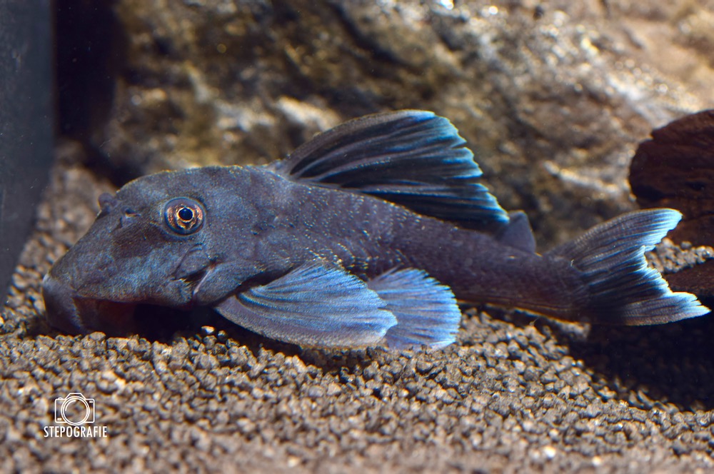 Blauflossen Zwergharnischwels (L 239 Baryancistrus beggini) von Tiere außer Diskus