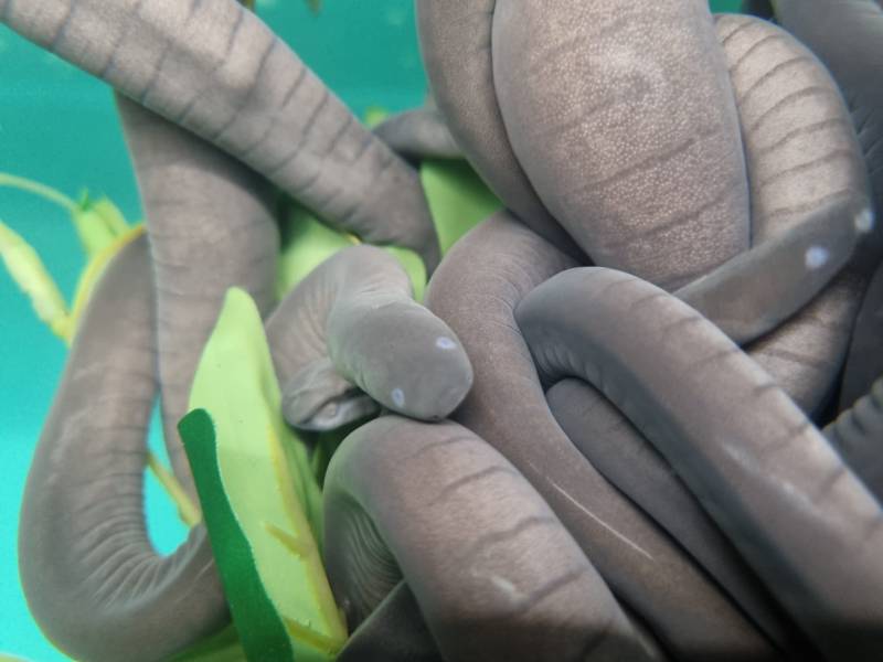 Blindwühle (Schwimmwühle) Typhlonectes natans: Reinrassig! Keine Hybriden! von Tiere außer Diskus