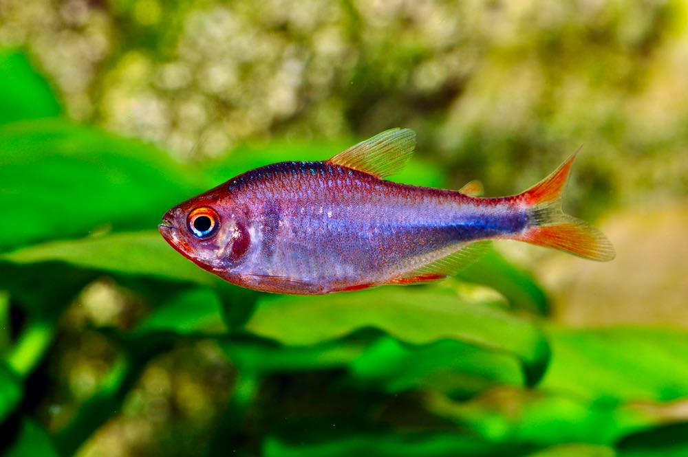 Brombeersalmler (Hyphessobrycon wadai) XL von Tiere außer Diskus