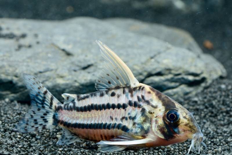 CW28 Superschwartzii XXL Highfin (Corydoras super schwarzii 6-7cm) von Tiere außer Diskus