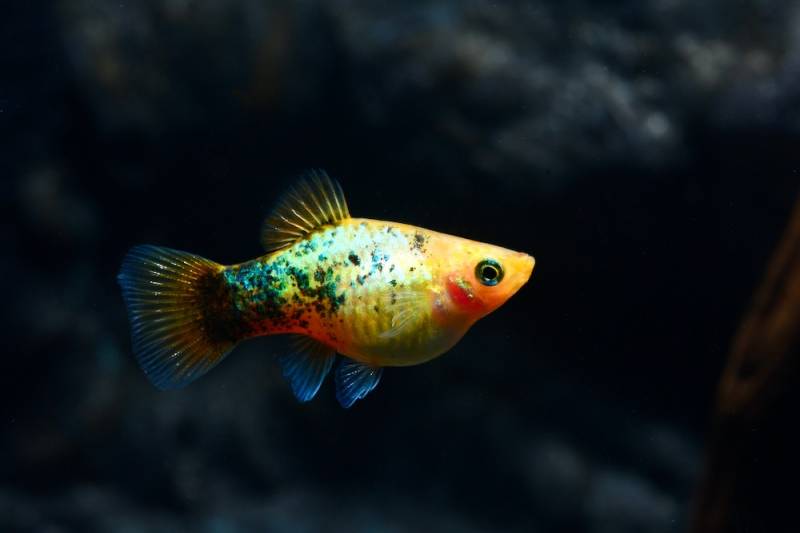 Calico Gold Platy (Xiphophorus maculatus var.) von Tiere außer Diskus
