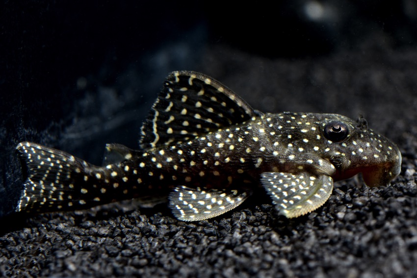 Demini-Engelharnischwels (L 136 Hypancistrus spec. DNZ) von Tiere außer Diskus