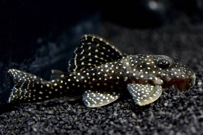 Demini-Engelharnischwels (L 136 Hypancistrus spec. DNZ) von Tiere außer Diskus