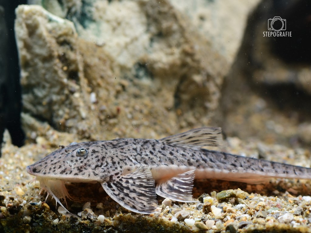 Flunderharnischwels (Pseudohemiodon laticeps) von Tiere außer Diskus