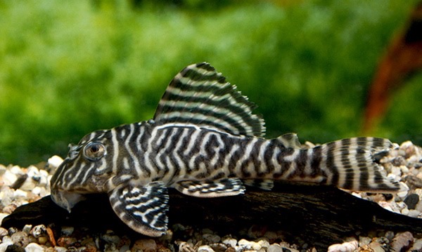 Gelber Köningstiger Harnischwels (L 333 Hypancistrus spec. Xingu DNZ) von Tiere außer Diskus