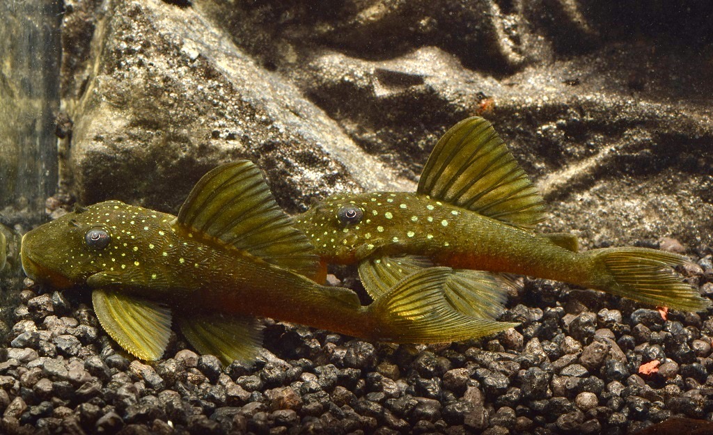 Gelber Phantomwels Größe L (L 200 Hemiancistrus subviridis) von Tiere außer Diskus