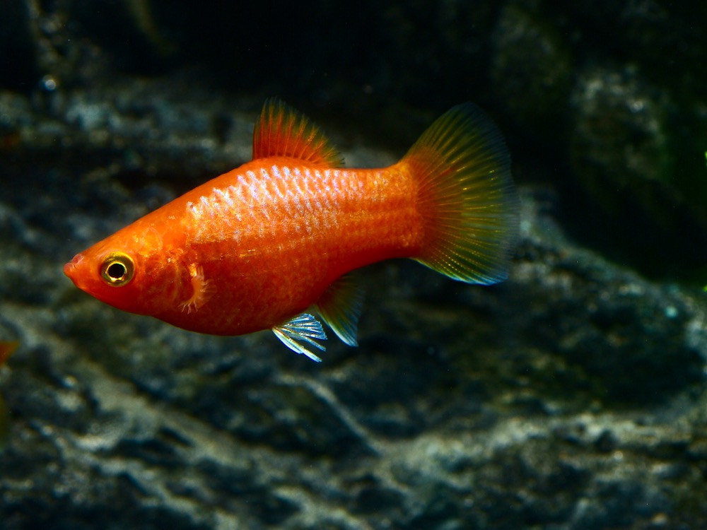 Gold Glowlight Platy (Xiphophorus maculatus var.) von Tiere außer Diskus