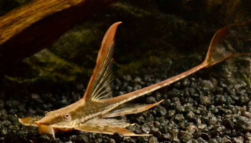 Goldbart-Störwels DNZ (Sturisoma/Sturisomatichthys aureum) von Tiere außer Diskus