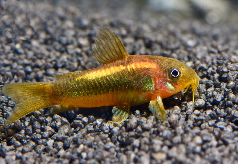 'Golden Laser Panzerwels' (Corydoras spec. golden stripe CW10) von Tiere außer Diskus