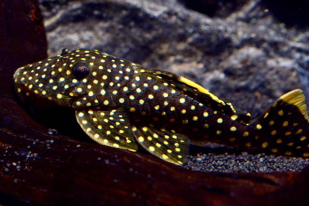 Golden Nugget 8-10 cm (L 018 Baryancistrus xanthellus) von Tiere außer Diskus