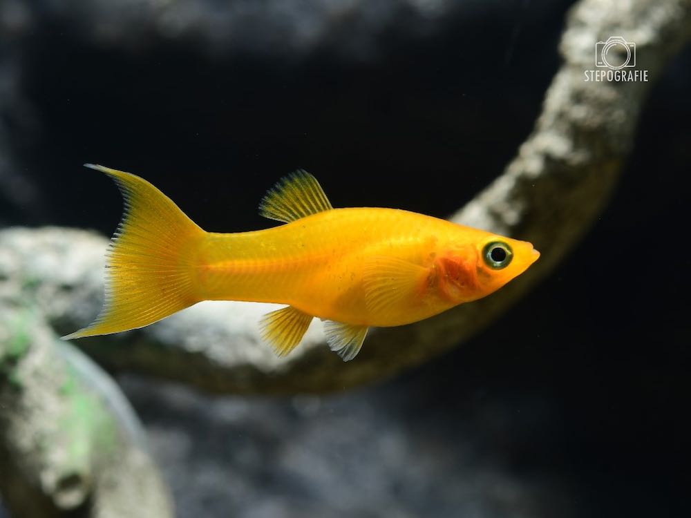 Goldfadenmolly / Gold Lyratail Molly (Poecilia sphenops var.) von Tiere außer Diskus