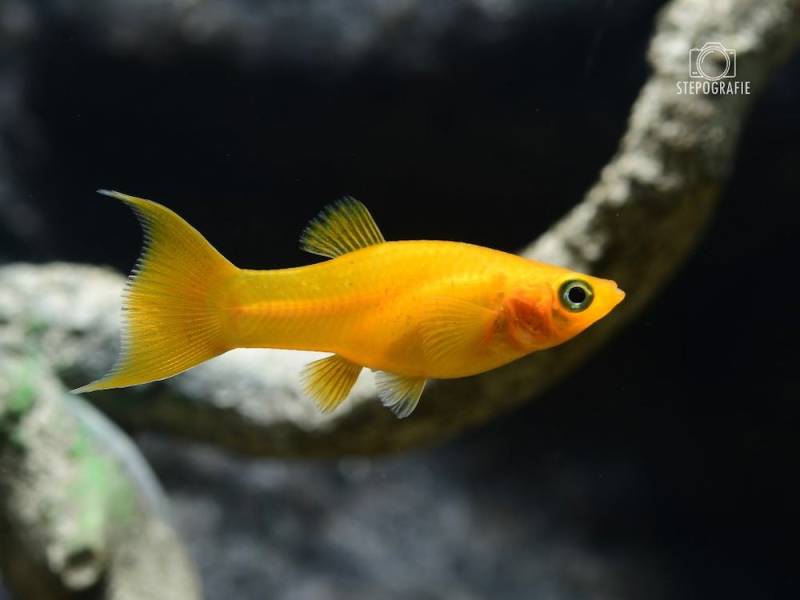 Goldfadenmolly / Gold Lyratail Molly (Poecilia sphenops var.) von Tiere außer Diskus