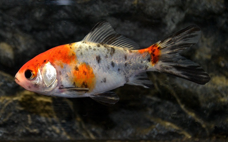 Goldfisch Blue Shubunkin (Carassius auratus), 15-20 cm von Tiere außer Diskus
