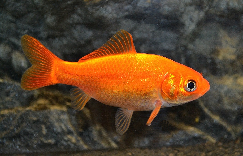 Goldfisch Klassisch 10-12 cm (Carassius auratus) von Tiere außer Diskus